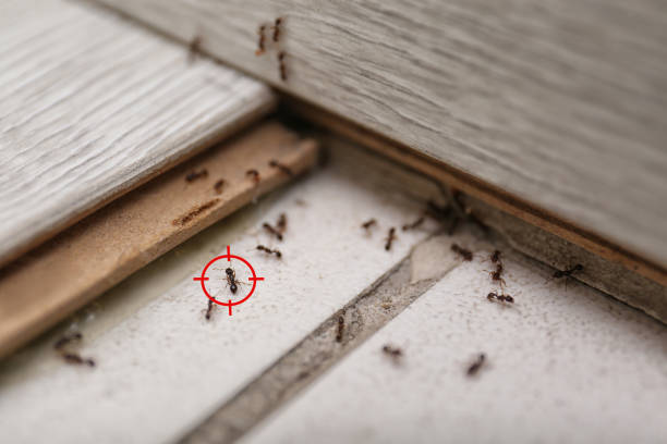 Best Wildlife Control Services  in Kalida, OH
