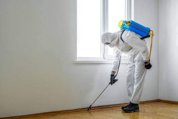 Best Local Pest Control Services  in Kalida, OH
