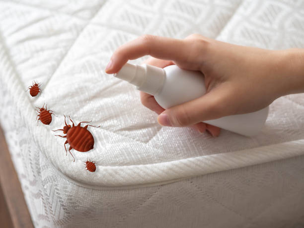 Best Termite Control Services  in Kalida, OH