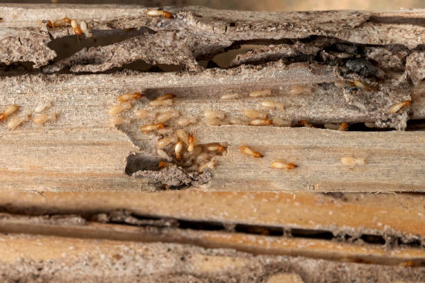 Pest Control Cost in Kalida, OH