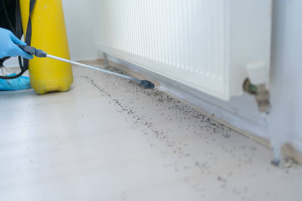 Best Mosquito Control Services  in Kalida, OH