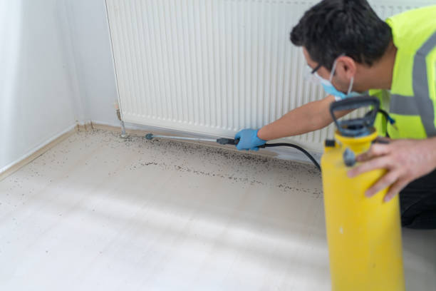 Best Pest Control Near Me  in Kalida, OH