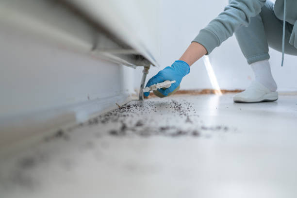 Best Pest Prevention Services  in Kalida, OH